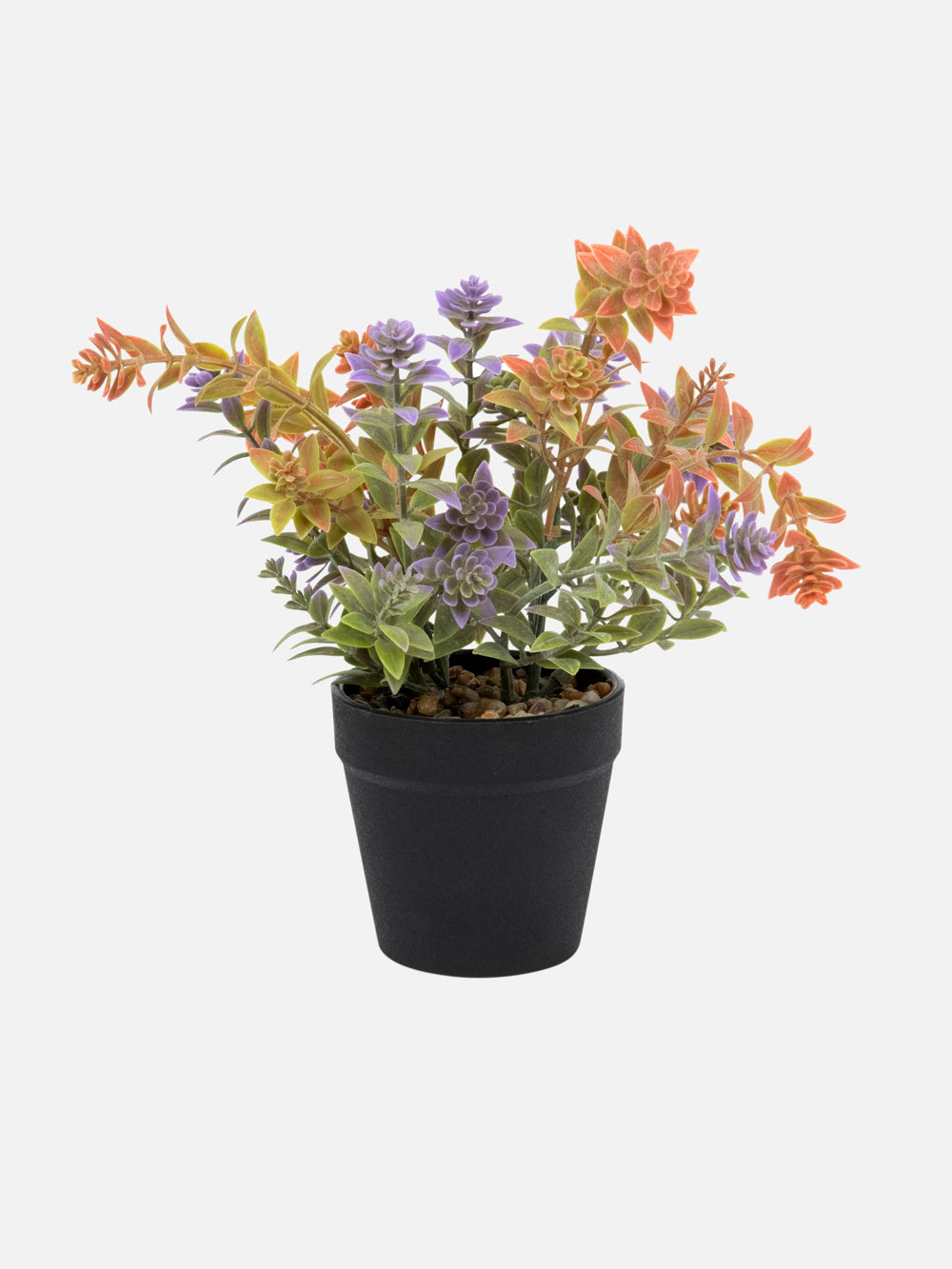 עציץ נוי מפלסטיק צבעוני Polly